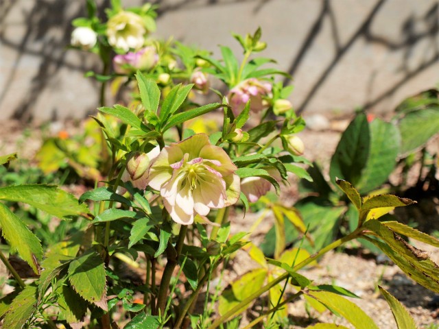 christmasrose_210319_03
