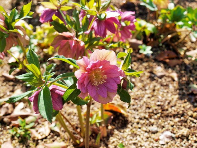 christmasrose_210323_01