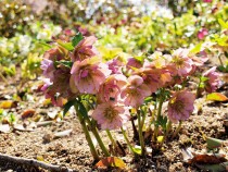 christmasrose_210323_02