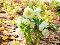 christmasrose_210323_03