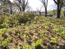 christmasrose_210323_04