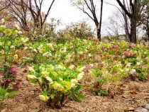 christmasrose_210326_01