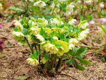 christmasrose_210326_02