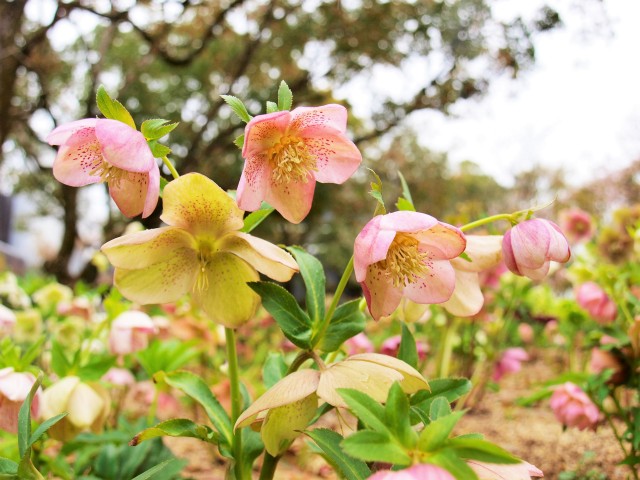 christmasrose_210326_03
