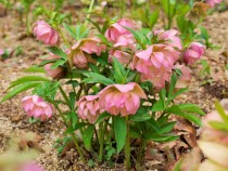 christmasrose_210326_04
