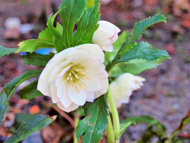 christmasrose_220126_01.jpg