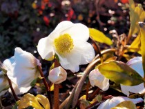 christmasrose_220126_02.jpg