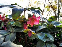 christmasrose_220126_03.jpg