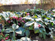 christmasrose_220126_04.jpg