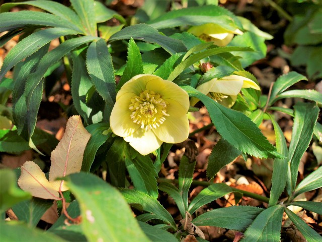 christmasrose_220202_01