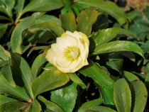christmasrose_220202_02