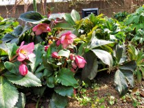 christmasrose_220202_03