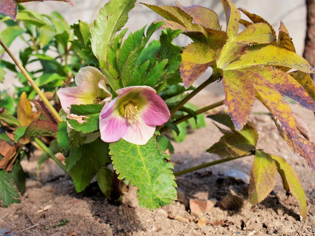 christmasrose_220209_01