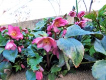 christmasrose_220209_01