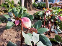 christmasrose_220209_01