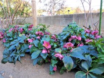 christmasrose_220209_01