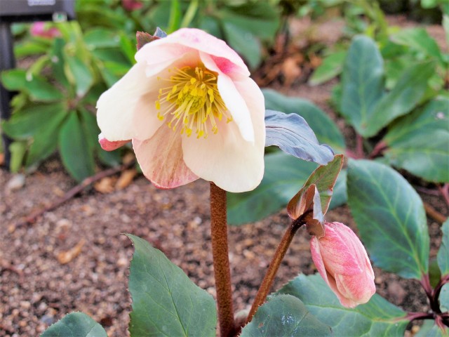 christmasrose_220216_01