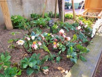 christmasrose_220216_02