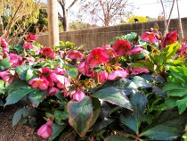 christmasrose_220216_03