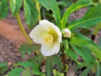 christmasrose_220216_04