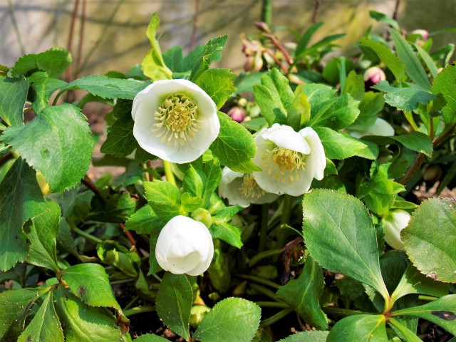 christmasrose_220302_01