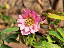 christmasrose_220302_02