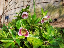 christmasrose_220302_03
