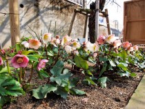 christmasrose_220302_04