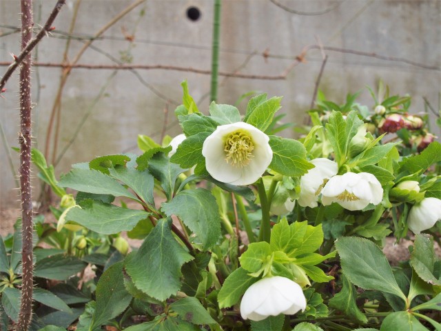 christmasrose_220309_01