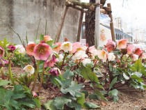 christmasrose_220309_02