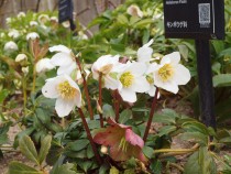 christmasrose_220309_03