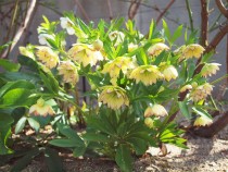 christmasrose_220316_02