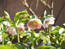 christmasrose_220316_03