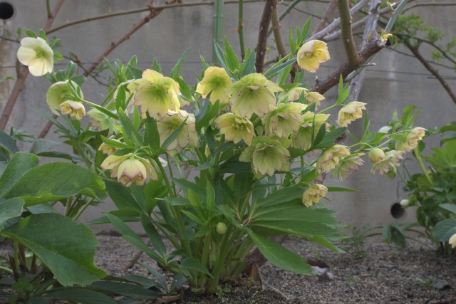christmasrose_220323_01