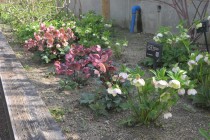 christmasrose_220323_02