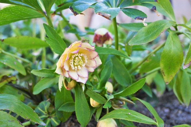 christmasrose_230201_01