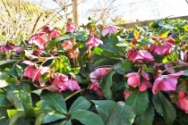 christmasrose_230201_02