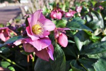 christmasrose_230201_03