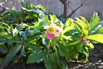 christmasrose_230201_04