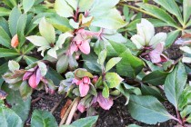 christmasrose_230201_05