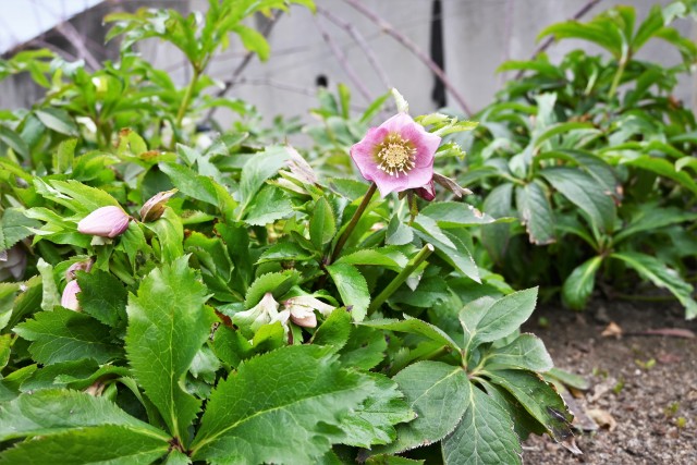christmasrose_230208_01