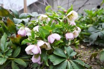 christmasrose_230208_02