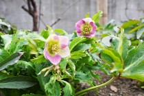 christmasrose_230208_03