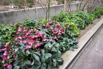 christmasrose_230208_04