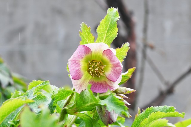 christmasrose_230214_01