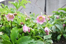 christmasrose_230214_02