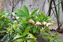 christmasrose_230214_03