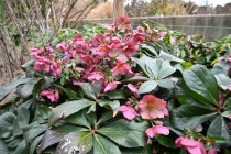 christmasrose_230214_04