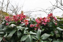 christmasrose_230214_05