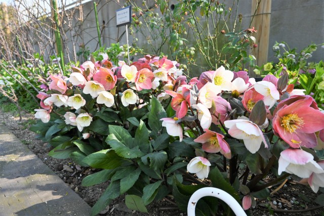 christmasrose_230308_01